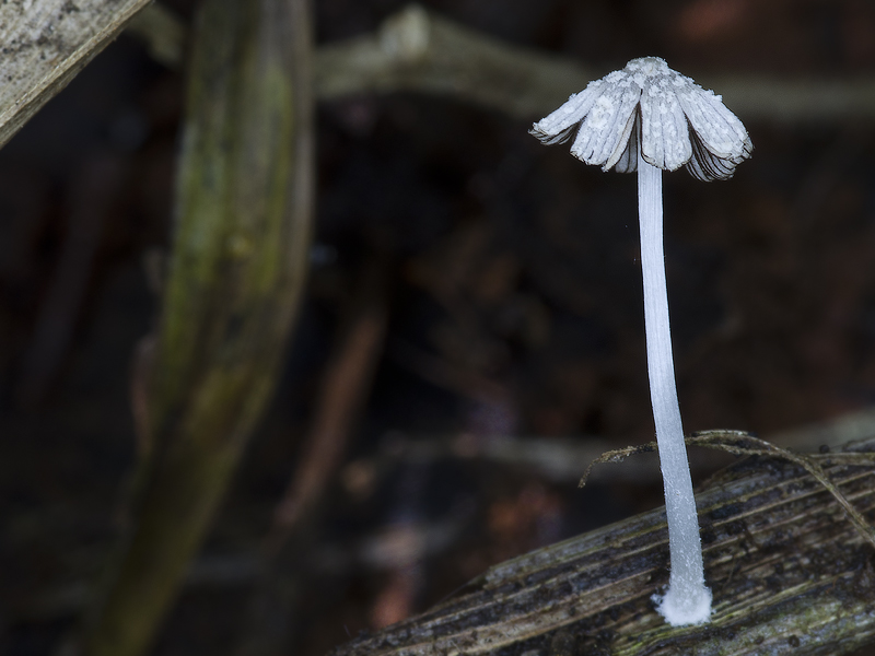 Coprinopsis urticicola